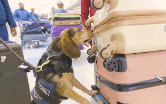 „Freddie“ kann schon bald wieder seiner Arbeit am Flughafen von Washington, D.C. nachgehen.