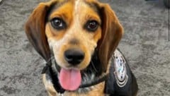 „Freddie“ erschnüffelte Frischfleisch sowie frisches Gemüse, Kräuter und Samen – und wurde dafür ...