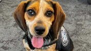 „Freddie“ erschnüffelte Frischfleisch sowie frisches Gemüse, Kräuter und Samen – und wurde dafür ...
