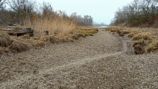 Der Rang der Lobau als Naturjuwel, Nationalpark und Naherholungsgebiet ist zusehends in Gefahr.