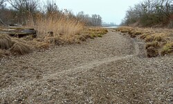Der Rang der Lobau als Naturjuwel, Nationalpark und Naherholungsgebiet ist zusehends in Gefahr.