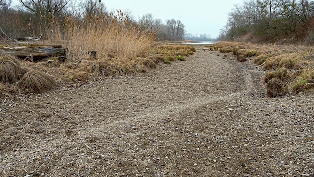Der Rang der Lobau als Naturjuwel, Nationalpark und Naherholungsgebiet ist zusehends in Gefahr.