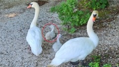 Der betroffene Jungschwan (roter Kreis) war rasch wieder mit seiner Familie vereint.