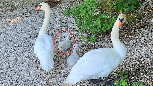 Der betroffene Jungschwan (roter Kreis) war rasch wieder mit seiner Familie vereint.