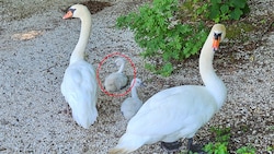 Der betroffene Jungschwan (roter Kreis) war rasch wieder mit seiner Familie vereint.