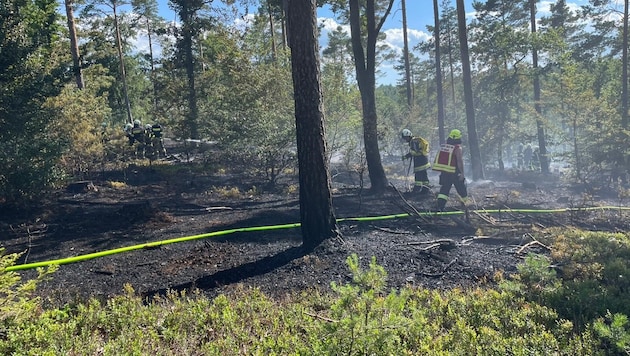 Der Waldbrand sorgte für einen Großeinsatz der Feuerwehr.