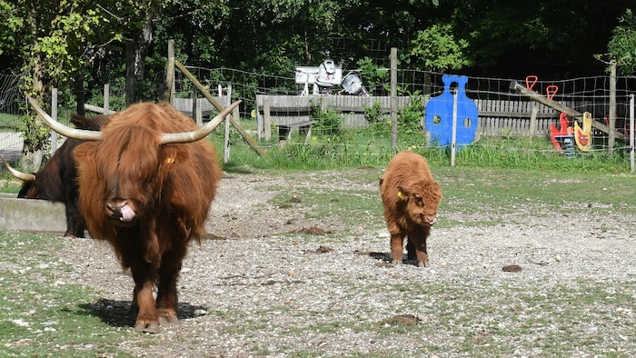 Zum Besuch lädt auch der Steppentierpark Pamhagen.