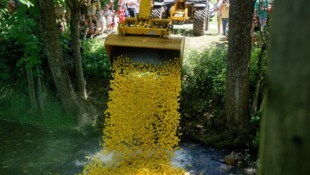 Rennstart: Die Entchen werden in die Kleine Krems gekippt