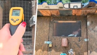 Tierschützerinnen melden entsetzt: Etwa 100 Tauben werden in Anif gesetzeswidrig gehalten.
