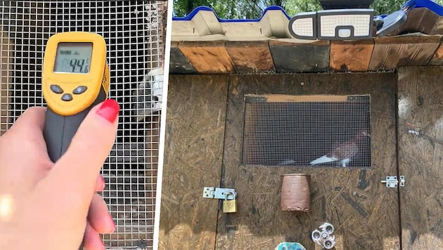 Tierschützerinnen melden entsetzt: Etwa 100 Tauben werden in Anif gesetzeswidrig gehalten.
