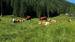 Ohne Kühe beziehungsweise Weidevieh in den Sommermonaten gehen die Almen verloren.