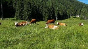 Ohne Kühe beziehungsweise Weidevieh in den Sommermonaten gehen die Almen verloren.