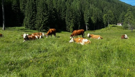 Ohne Kühe beziehungsweise Weidevieh in den Sommermonaten gehen die Almen verloren.