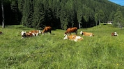 Ohne Kühe beziehungsweise Weidevieh in den Sommermonaten gehen die Almen verloren.