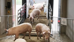 Neugierig verlassen die Schweine ihre Ladefläche und kommen in der letzten Station ihres Lebens ...