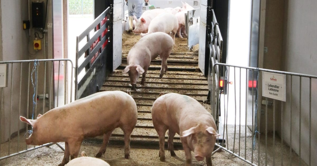 Krone Slaughterhouse Pigs – Kronen Zeitung News