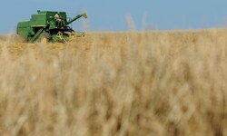 Bio-Landwirte fürchten, dass sich die Pflanzen auf ihren Feldern mit Gen-Ware von benachbarten ...