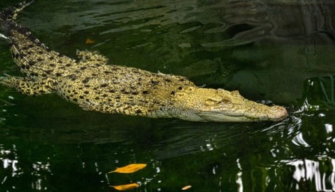 Das Salzwasserkrokodil ist die größte und gefährlichste Krokodilart. Sie ist in ganz Südostasien ...