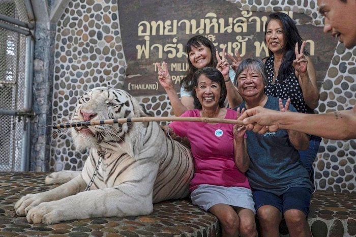 Erschütternd: Ein Tiger in Ketten gelegt für das perfekte Erinnerungsfoto.