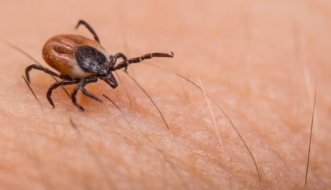 Schützen Sie sich vor Zecken! Vielleicht hilft ihr Speichel aber auch.