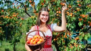 Jetzt dreht sich rund um Krems alles um die reifen Früchte.