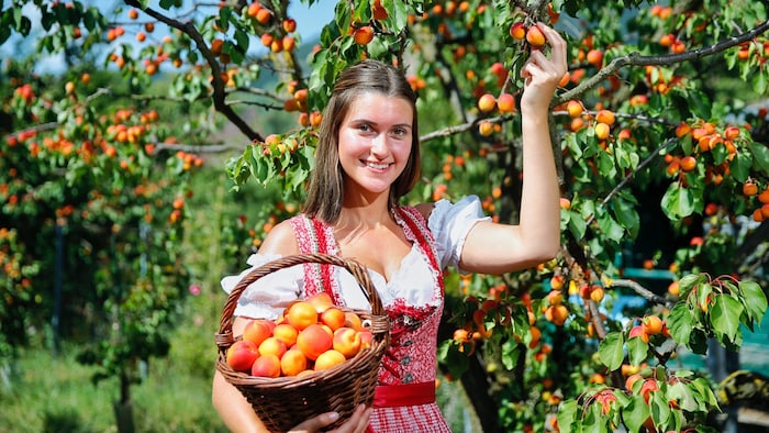 Kein Pardon kennen wir Österreicher übrigens bei der Wachauer Marille.
