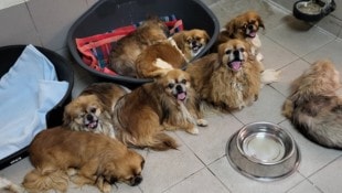 Die Pekinesen sind nun im Tierheim Brunn, zwei von ihnen müssen in der Tierklinik behandelt ...