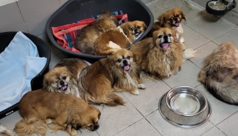 Die Pekinesen sind nun im Tierheim Brunn, zwei von ihnen müssen in der Tierklinik behandelt ...