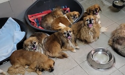 Die Pekinesen sind nun im Tierheim Brunn, zwei von ihnen müssen in der Tierklinik behandelt ...