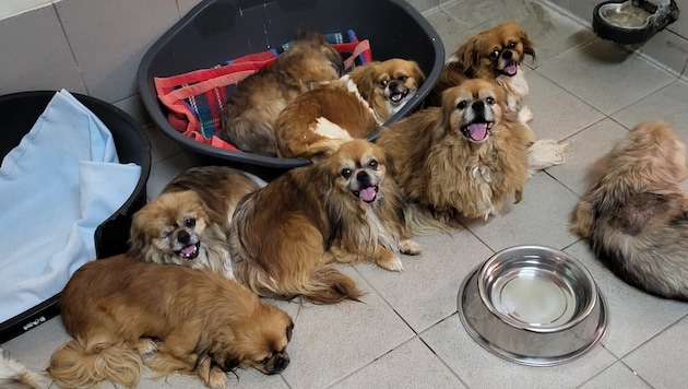 Die Pekinesen sind nun im Tierheim Brunn, zwei von ihnen müssen in der Tierklinik behandelt ...