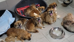 Die Pekinesen sind nun im Tierheim Brunn, zwei von ihnen müssen in der Tierklinik behandelt ...
