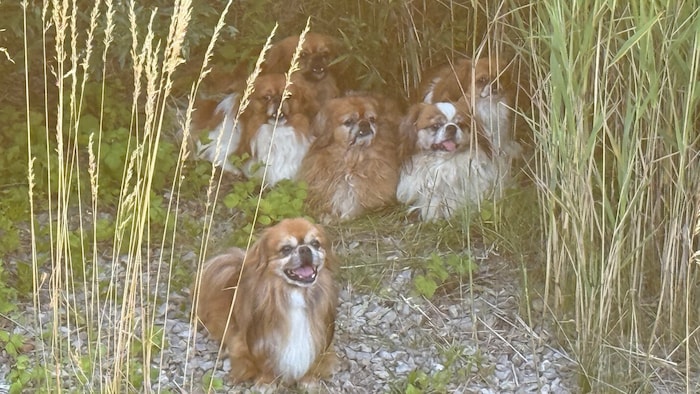 Schwerkranke Pekinesen wurden einfach ausgesetzt. Viele von ihnen haben sich auf der Wiese ...