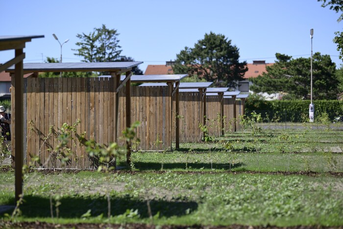 Die Stadt wird evaluieren, wie das Konzept der gärtnerischen Gemeinschaft funktioniert.