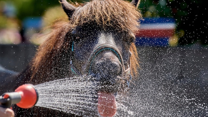 Ein Islandpferd trinkt Wasser aus einem Schlauch auf einem Gestüt in Wehrheim bei Frankfurt ...