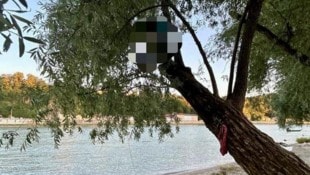 Von diesem Baum musste der Mann gerettet werden.