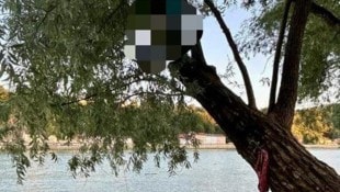 Von diesem Baum musste der Mann gerettet werden.
