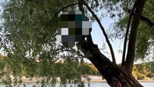 Von diesem Baum musste der Mann gerettet werden.