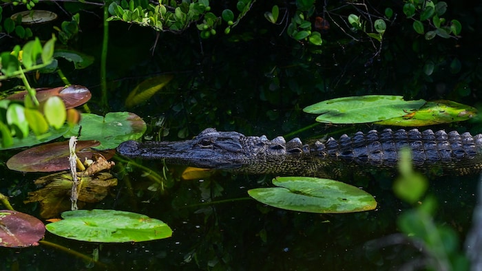 Trump hofft, dass die Alligatoren in den Everglades Gefängnisausbrüche verhindern.