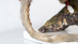 Die Dornen an der Unterseite des Schwanzes sorgen für Stabilität beim Verharren auf glatter ...