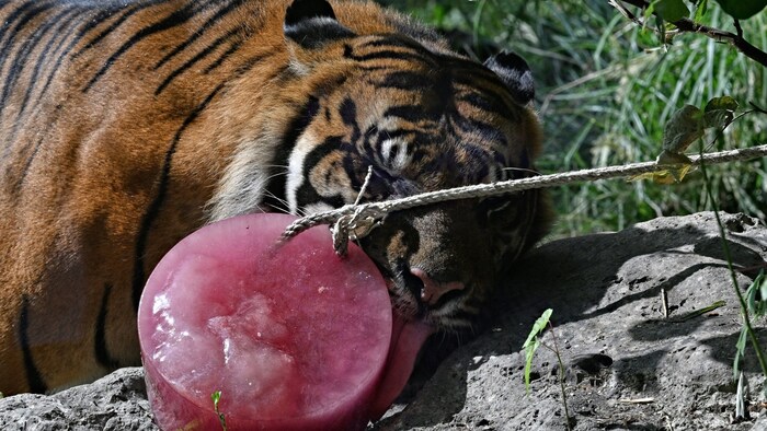 Diese Eissorte ist wohl nicht jedermanns Sache – gefrorenes Fleisch für einen Sumatra-Tiger in ...