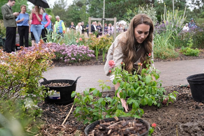 Prinzessin Kate pflanzt eine Rose im RHS Wellbeing Garden des Colchester Hospitals in Essex. Was ...