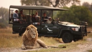 Löwen in freier Wildbahn gibt es etwa in Kenia zu sehen.