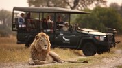 Löwen in freier Wildbahn gibt es etwa in Kenia zu sehen.