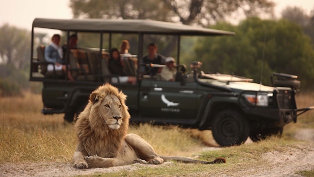 Löwen in freier Wildbahn gibt es etwa in Kenia zu sehen.