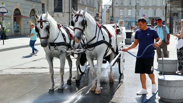 In Wien sind ab sofort zwölf Fiakergespanne mit Sensoren und Tierärzten an Board unterwges.
