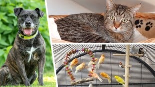 Nicht nur Hündin Honey und Kater Milo suchen einen schönen Platz zum Leben, im Tierheim werden ...