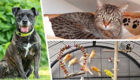 Nicht nur Hündin Honey und Kater Milo suchen einen schönen Platz zum Leben, im Tierheim werden ...