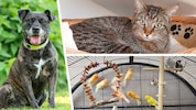Nicht nur Hündin Honey und Kater Milo suchen einen schönen Platz zum Leben, im Tierheim werden ...