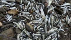 Als die letzten Wasserpfützen austrockneten, lagen Tausende Fische auf einem Haufen.