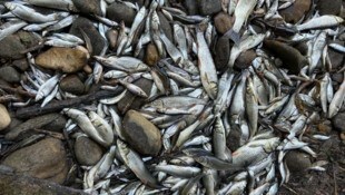 Als die letzten Wasserpfützen austrockneten, lagen Tausende Fische auf einem Haufen.